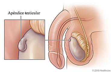 Trozo de tejido adherido al testículo, con detalle