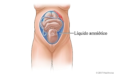Bebé en el útero, rodeado de líquido amniótico