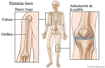 El sistema óseo, con primeros planos de la cabeza y diáfisis de un hueso largo y la articulación de la rodilla