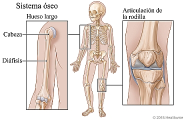 El sistema óseo, con primeros planos de la cabeza y diáfisis de un hueso largo y la articulación de la rodilla