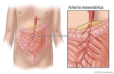 Intestinos delgado y grueso, con detalle de la arteria mesentérica