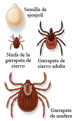 Tres tipos de garrapatas, comparadas con el tamaño de una semilla de ajonjolí