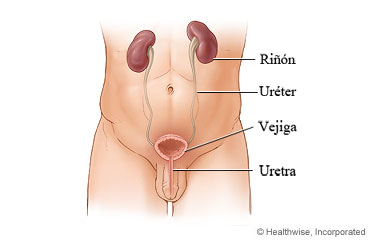 Vías urinarias masculinas