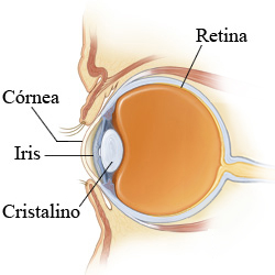 Anatomía del ojo