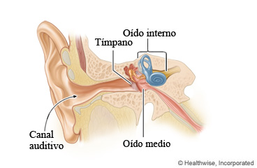 Partes del oído