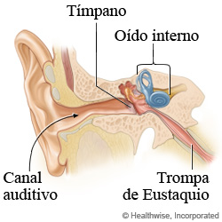 La anatomía del oído