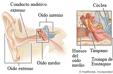 Partes del oído, con detalle del oído medio y el oído interno