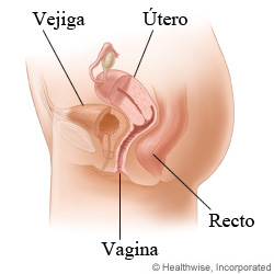 Anatomía pélvica femenina, vista lateral