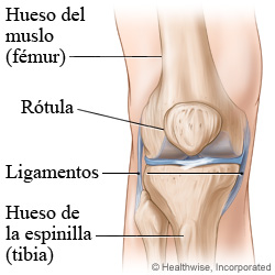 Anatomía de la rodilla, en la que se muestra el fémur, la rótula, los ligamentos y la tibia