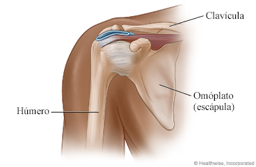Partes del hombro