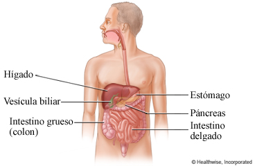 Los órganos del abdomen