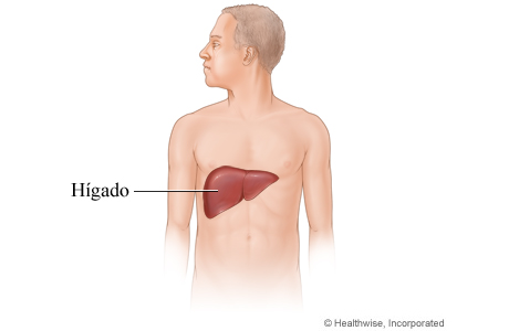 El hígado y su ubicación en el cuerpo.