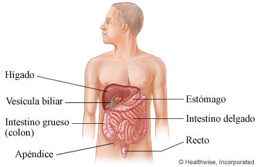 Imagen de los órganos abdominales