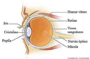 Partes del ojo que muestran el iris, el cristalino y la pupila al frente, y el humor vítreo, los vasos sanguíneos, la mácula, la retina y el nervio óptico en la parte posterior.