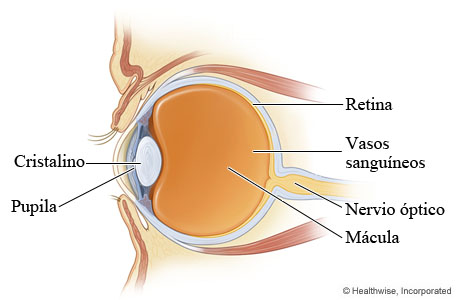 Anatomía del ojo