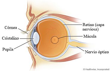 Vista lateral del ojo que muestra la zona macular de la retina