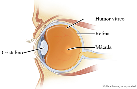 Partes del ojo (corte transversal)