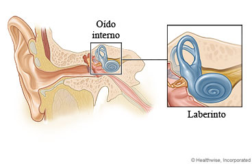 Anatomía del oído interno, mostrando el laberinto