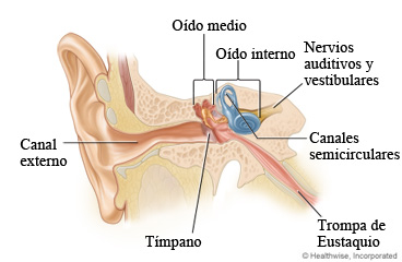 Imagen de la anatomía del oído