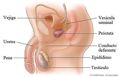 Aparato reproductor masculino.