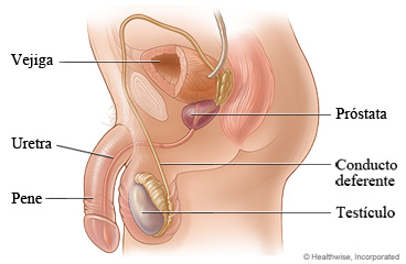 Anatomía masculina, incluyendo la próstata