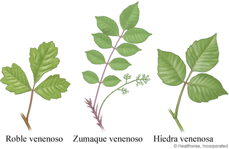 Hojas de roble, zumaque y hiedra venenosos