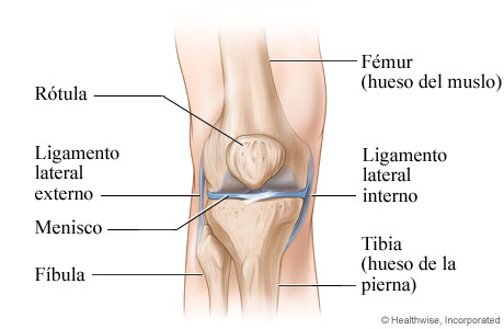 Anatomía de la rodilla