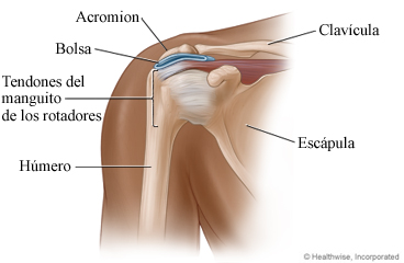 Partes del hombro