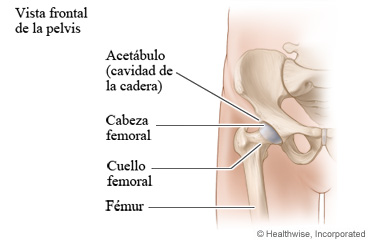 Articulación de la cadera y fémur