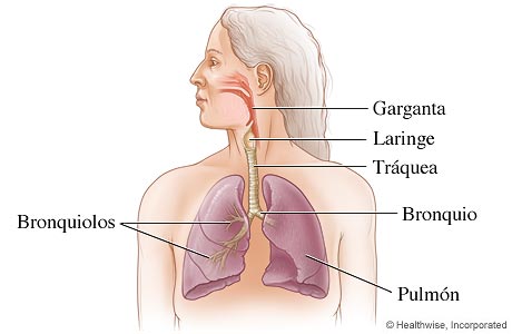 El aparato respiratorio