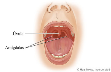 Las amígdalas y la úvula