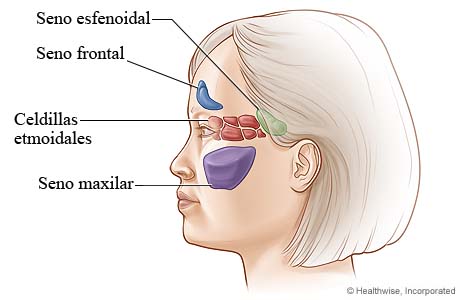 Ubicación de los senos paranasales (vista lateral)