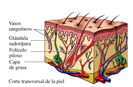 Anatomía de la piel