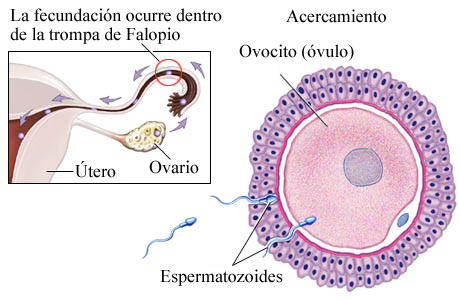 Fecundación