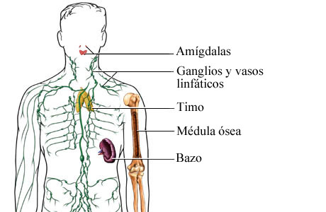 Imagen del sistema inmunitario