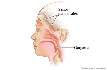 Senos paranasales y garganta de un niño