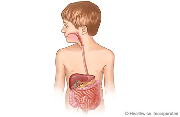 Aparato digestivo de un niño