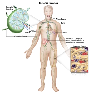 Sistema linfático. Dibujo de un hombre adulto en el que se observan los vasos y ganglios linfáticos del cuerpo y órganos del sistema linfático, como las amígdalas, el timo, el bazo y la médula ósea, así como el tejido linfoide asociado a mucosas que se encuentra en el intestino delgado. En la parte superior izquierda, se observa una ampliación de la estructura interna de un ganglio linfático con una arteria, una vena y vasos linfáticos con flechas que señalan la forma en que la linfa (líquido claro) entra y sale del ganglio linfático. En la parte inferior derecha, en una ampliación del hueso del muslo, se observa la médula ósea con células sanguíneas.