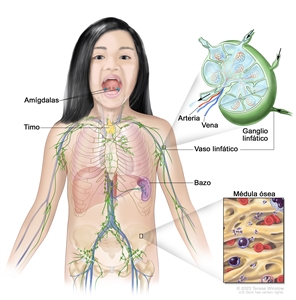 Sistema linfático. En la imagen se observan las amígdalas, el timo, el bazo, la médula ósea, los vasos linfáticos y los ganglios linfáticos. En un recuadro se muestra la estructura interior de un ganglio linfático y los vasos linfáticos contiguos, con flechas que indican cómo circula la linfa (líquido claro) hacia dentro y fuera del ganglio linfático. En otro recuadro se muestra una ampliación de la médula ósea con células sanguíneas.
