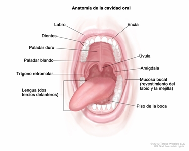 Anatomía de la cavidad oral. En el dibujo se observa la boca abierta de una persona y se señalan el labio superior, dos dientes superiores, el paladar duro, el paladar blando, un trígono retromolar, los dos tercios delanteros de la lengua, la encía superior, el piso de la boca, una amígdala, la úvula y la mucosa bucal, que es el revestimiento interno del labio y la mejilla. También se muestran todos los dientes.