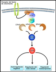Vía de BRAF-RAS.