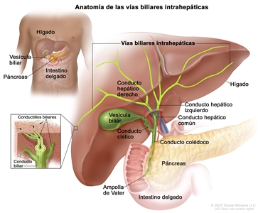 Anatomía de las vías biliares intrahepáticas. En el dibujo se observan el hígado y las vías biliares intrahepáticas resaltadas en color brillante. Se señalan los conductos hepáticos derecho e izquierdo, el conducto hepático común, la vesícula biliar, el conducto cístico, el conducto colédoco, el páncreas, la ampolla de Vater y una porción del intestino delgado. En la parte superior izquierda se observa el tronco de una persona y se señala la ubicación del hígado, la vesícula biliar, el páncreas y el intestino delgado. En un recuadro de la parte inferior izquierda se muestra un corte transversal ampliado de un lóbulo del hígado con una red de conductillos biliares que desembocan en un conducto biliar.