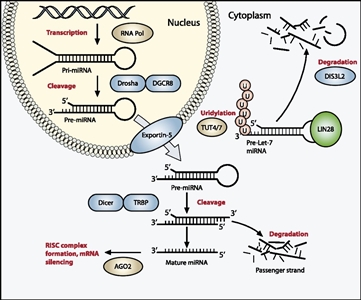 En el diagrama se muestra la vía de procesamiento del miARN, que por lo común sufre una mutación en el tumor de Wilms.