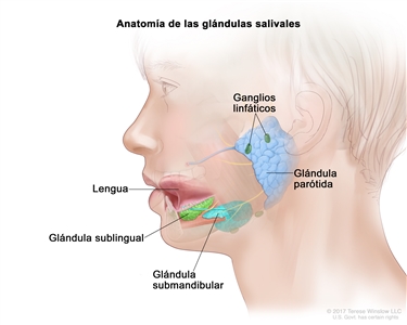 Anatomía de las glándulas salivales. En el dibujo de perfil de la cabeza de un niño se muestran los tres tipos principales de glándulas salivales bilaterales (que se encuentran a cada lado de la cara). Se señalan la lengua, dos ganglios linfáticos, una glándula parótida delante y debajo de la oreja; una glándula sublingual debajo de la lengua, en el piso de la boca; y una glándula submandibular debajo de la mandíbula.