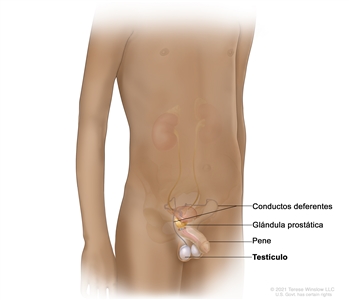 Anatomía del aparato reproductor masculino. Dibujo del cuerpo de un joven donde se señalan los conductos deferentes (tubos largos que transportan los espermatozoides fuera de los testículos) de ambos lados, la glándula prostática, el pene y un testículo.