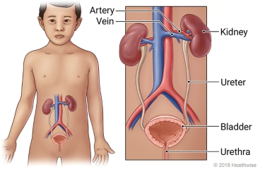 Location of urinary tract, with detail of kidneys, ureters, bladder, and urethra