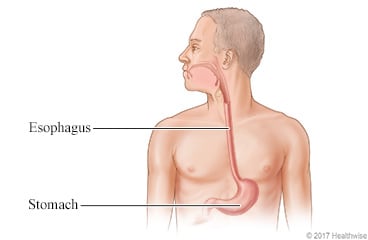 Location of esophagus and stomach