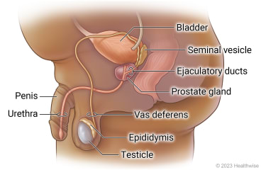 Male reproductive system, including penis, urethra, testicle, epididymis, vas deferens, prostate gland, ejaculatory ducts, and seminal vesicle.