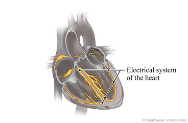 Cross section of the heart, showing its electrical system.