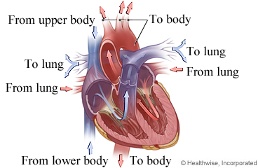 Blood flow in the heart